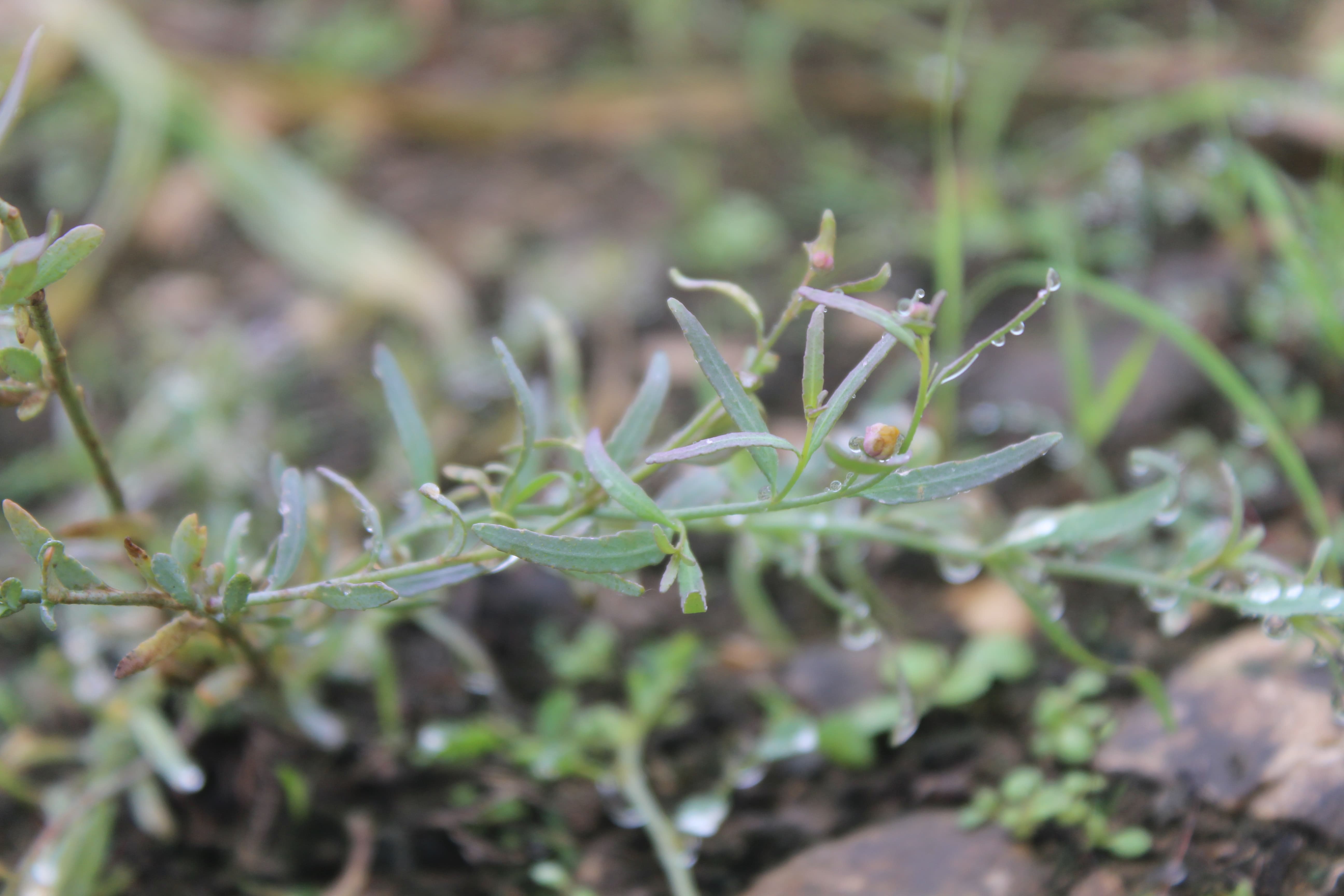 Plant Image